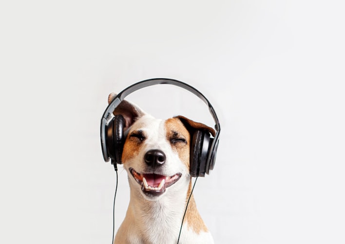 En hund med hodetelefoner på hodet